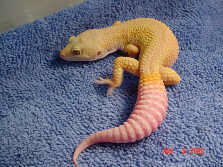 adult male patternless albino breeder