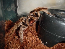 female G. rosea after mating