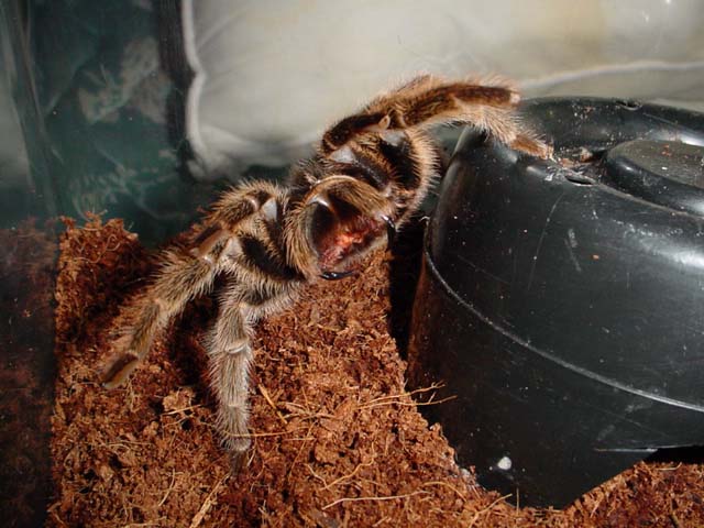 female G. rosea after mating