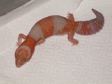adult female amel fatty