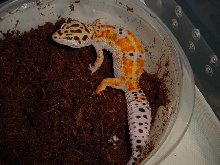 Albey x Nieves Hypo Tangerine