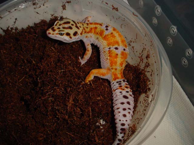 Albey x Nieves Hypo Tangerine