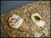 albino ball python and possible het sib.