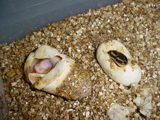 albino ball python and possible het sib.