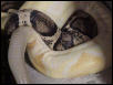 Albino Boa Breeding Anerythristic Boa