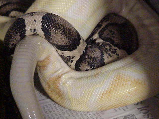 Albino Boa Breeding Anerythristic Boa