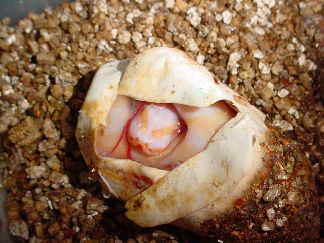 albino!