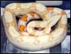albino male