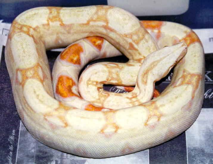 albino male