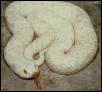 albino mexican hognose