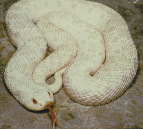 albino mexican hognose