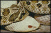 albino and normal mexican hognose