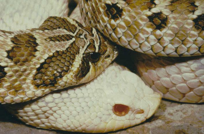 albino and normal mexican hognose