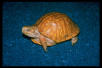 Albino Ornate Box Turtle
