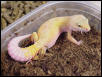 albino patternless