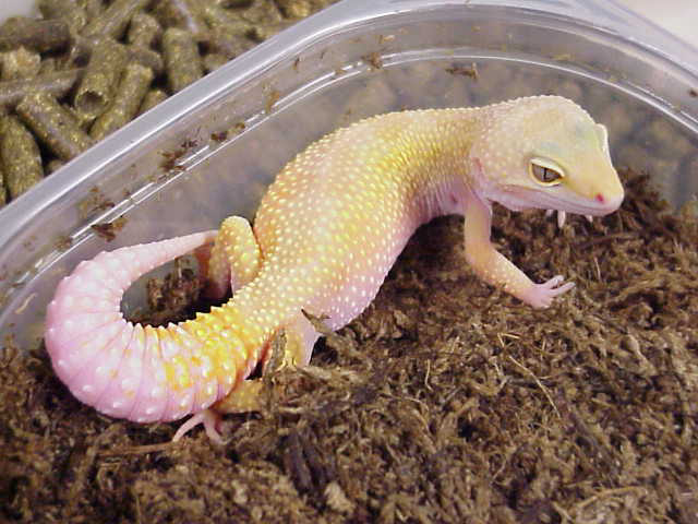 albino patternless
