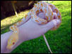 albino retic1