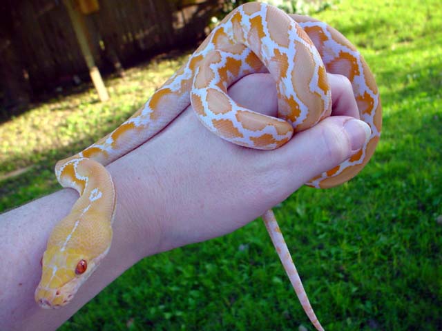 albino retic1