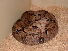 male Bolivian amarali, cb00 from Mark Bell