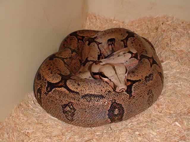 male Bolivian amarali, cb00 from Mark Bell