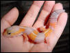 amel fat tail