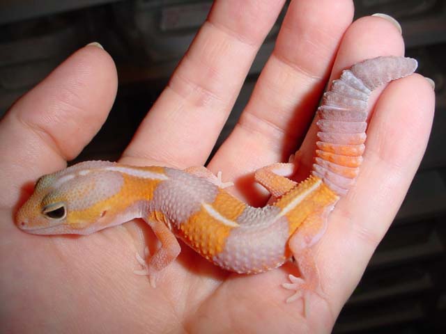 amel fat tail