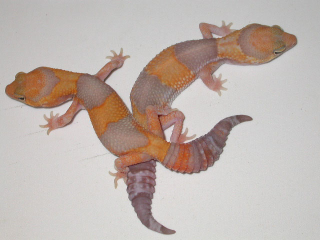 Young Females