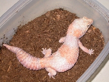 Amel Adult