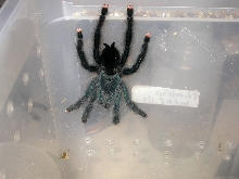 Avicularia metallica, adult female post molt