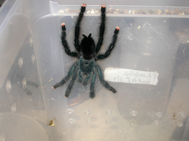 Avicularia metallica, adult female post molt