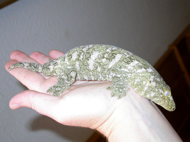 Nu Ami Female