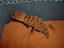 amyae1