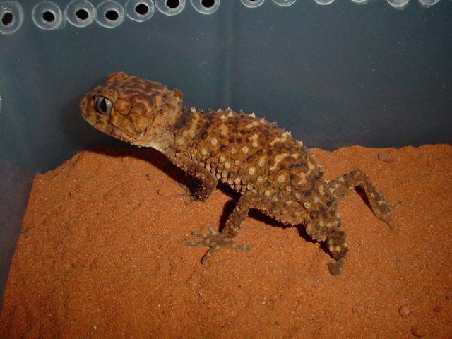 amyae1