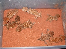 My Second Favorite Gecko