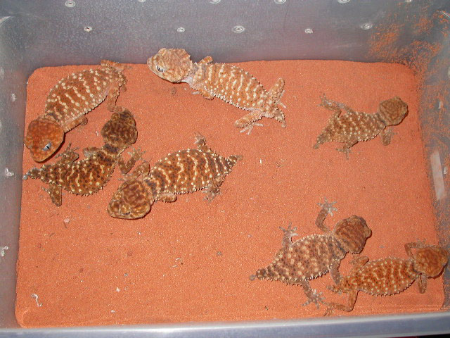 My Second Favorite Gecko
