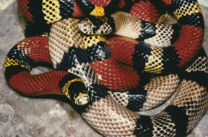 anery. & norm. L.t. micropholis