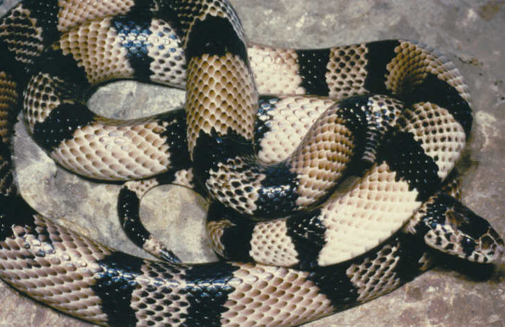anerythristic L.t. micropholis