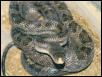 anerythristic texas rat snake
