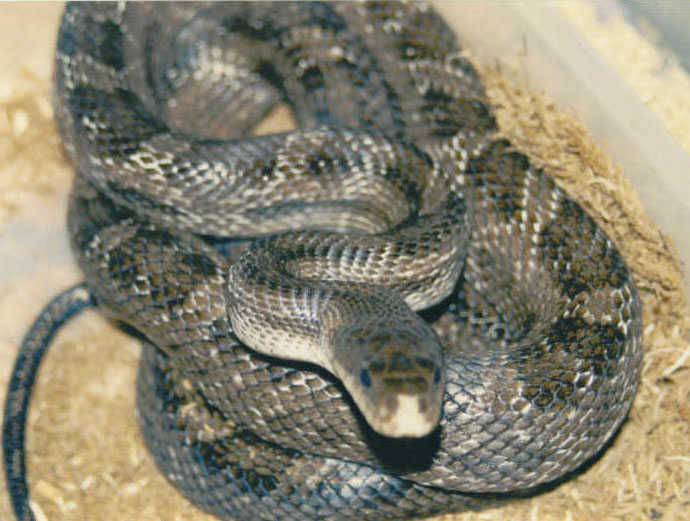 anerythristic texas rat snake