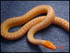 I love this snake