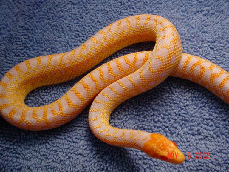 I love this snake