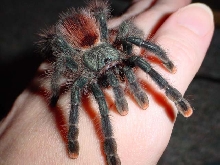 Avicularia avicularia