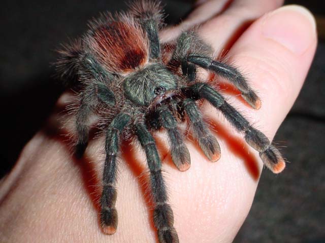 Avicularia avicularia