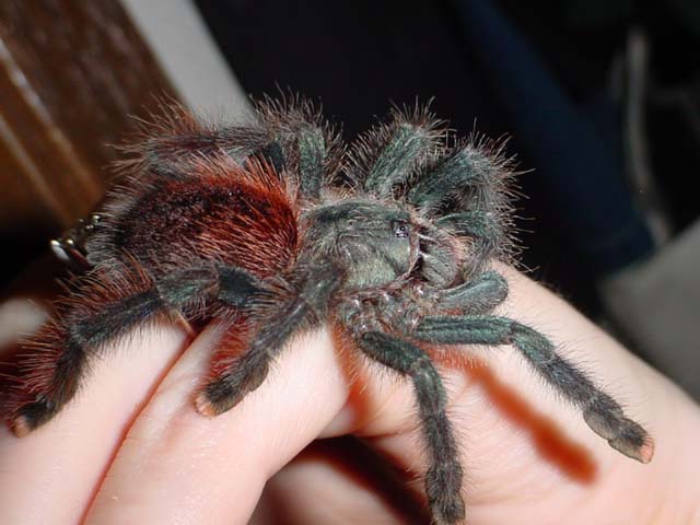 Avicularia avicularia are very docile :-)