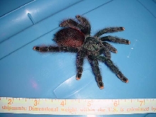 A. avicularia adult female