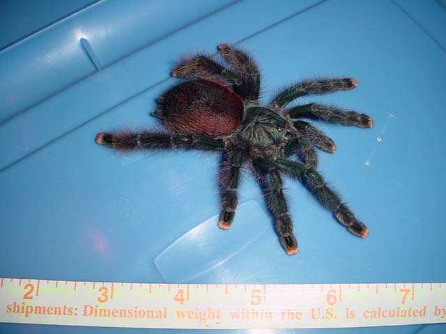 A. avicularia adult female