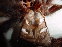 female avic molt