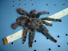 adult female A. metallica
