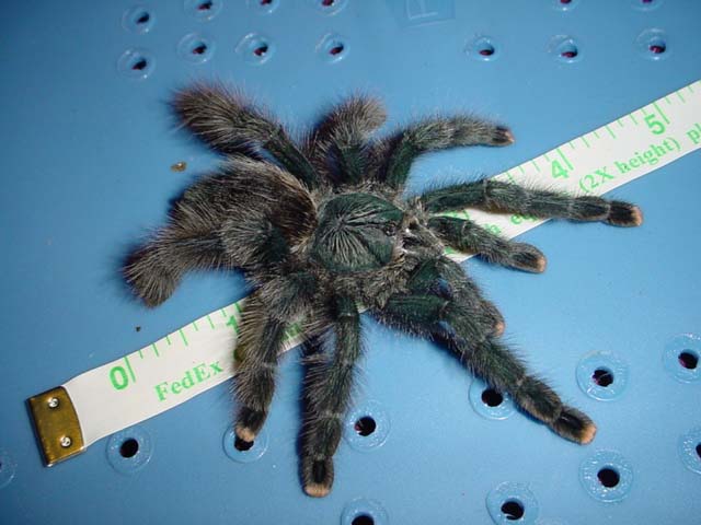 adult female A. metallica