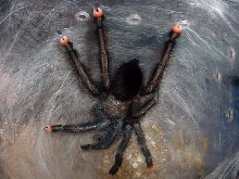 freshly molted Avicularia metallica. beautiful